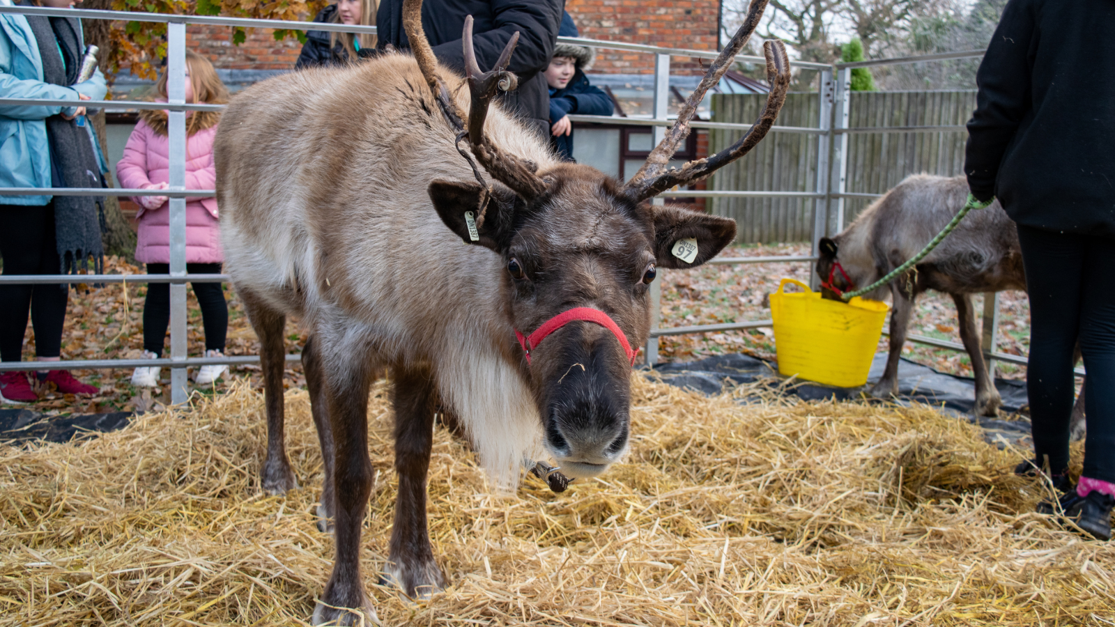 fluffy Reindeer with antlers looking into the camera. 