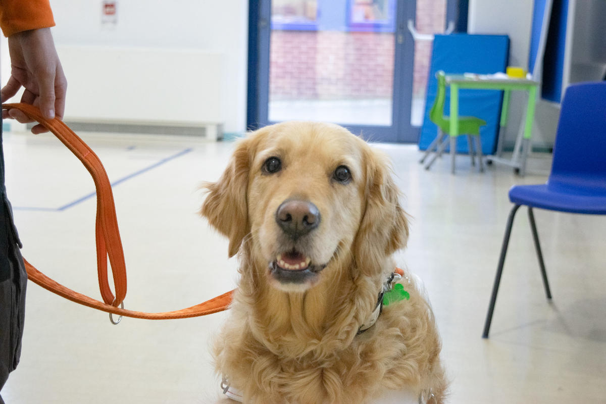 A close up of a golden retriever posing happily in front of the camera.