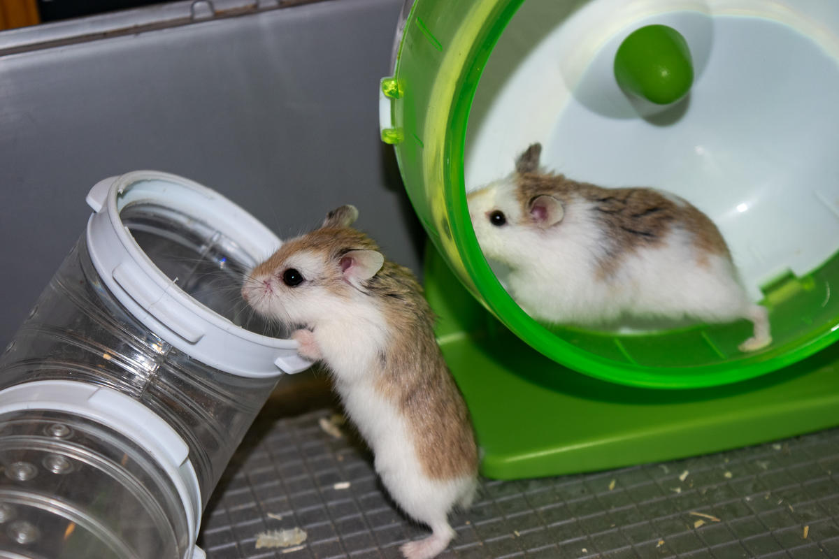 Two small hamsters playing with their toys. One of them is on a running wheel, and the other one is holding on to a tube