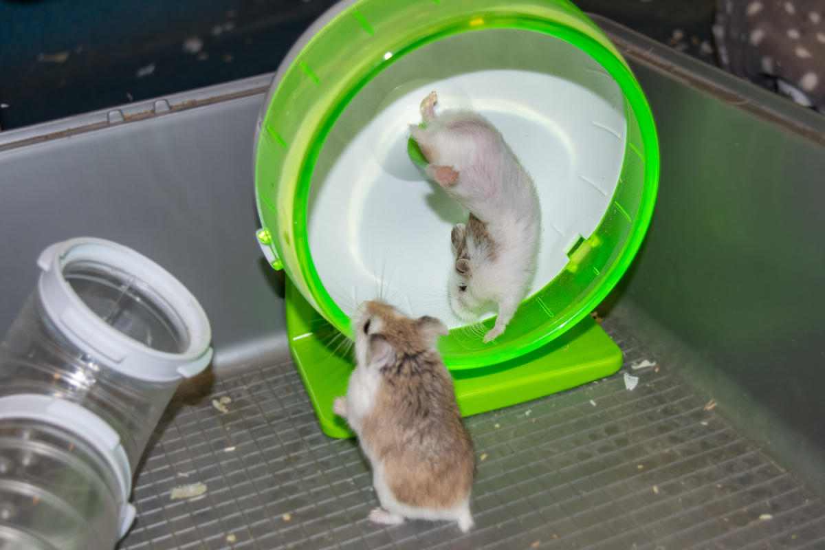 Two hamsters playing on a running wheel. One is about to get on, while the other is taking a tumble and is photographed mid-air. 