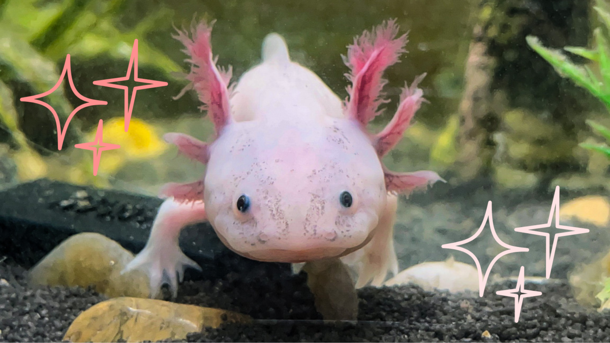 A pink young axolotl, in a tank, near some small rocks and underwater plants.​