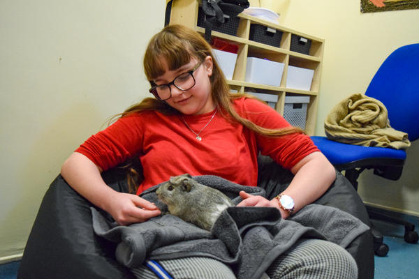 A student from Inscape holding a therapy guinea pig