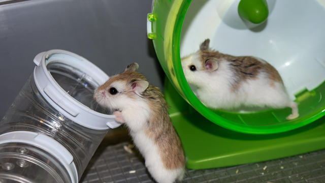 Two small hamsters playing with their toys. One of them is on a running wheel, and the other one is holding on to a tube